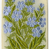Italian Borage (Innocent beauty.)