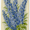 Campanula (Gratitude).