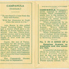 Campanula (Gratitude).