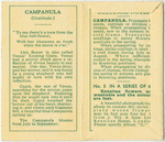 Campanula (Gratitude).