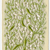 Gypsophila (exquisite daintiness).