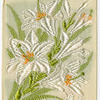 Madonna lily (Purity; Majesty.)