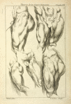 Studies of male loins