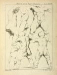 Studies of male torsos