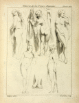 Studies of standing female nudes and a pair of feet