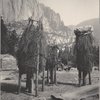 Acorn caches, Yosemite