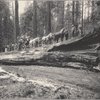 Yosemite stage on Fallen Monarch, Mariposa Grove