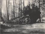 6th Car, Troop "F" on Fallen Monarch, Mariposa Grove