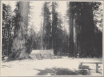 Log cabin in Mariposa Grove