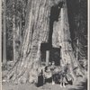 Man on a wagon passing through a tunnel in a sequoia tree