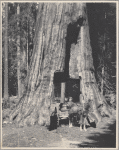 Man on a wagon passing through a tunnel in a sequoia tree