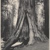 The Haverford, Mariposa Grove, Cal.