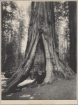 The Haverford, Mariposa Grove, Cal.
