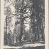 Grizzly Giant, Mariposa Grove, Cal.