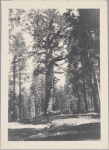 Grizzly Giant, Mariposa Grove, Cal.
