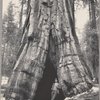 A big tree (Sequoia Gigantea), Mariposa Grove