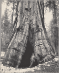 A big tree (Sequoia Gigantea), Mariposa Grove
