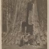 Man on a wagon passing through a tunnel in a sequoia tree