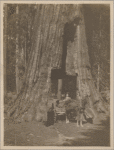 Man on a wagon passing through a tunnel in a sequoia tree