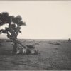 Yucca Palms, Mojave Desert