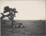Yucca Palms, Mojave Desert