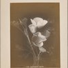 The California Poppy