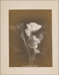 The California Poppy