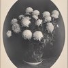 Crysanthymums