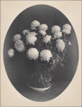 Crysanthymums