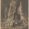 Man on a wagon passing through a tunnel in a sequoia tree