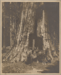 Man on a wagon passing through a tunnel in a sequoia tree