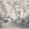 Sycamore, Verdugo Park, Los Angeles, Cal.