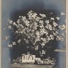 Dogwood Blossoms