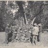 Mimic hanging horse-thief, Wawona, California