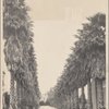 Ave palms, Los Angeles, Cal.