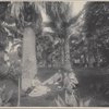 Group under date-palms, Los Angeles, Cal.