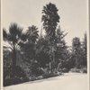 Baldwin Ranch near Los Angeles, Cal.