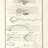 Tavola 25