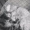 Two cats curled on table