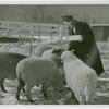 Firestone_Building-Farm- Woman feeding sheep