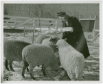 Firestone_Building-Farm- Woman feeding sheep