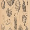 Flagellatenformen