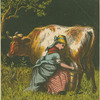Forlorn maiden milking the cow with the crumpled horn.