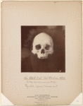 Six adult male Pah Ute Indian skulls [front view]