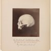 Six adult male Pah Ute Indian skulls [side view]