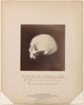Six adult male Pah Ute Indian skulls [side view]