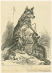The foxes and the wolf.