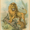 The Lion, the fox, and the donkey