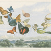 The Fairy Queen takes an airy drive in a light carriage, a twelve-in-hand, drawn by thoroughbred butterflies