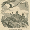 The tortoise and the two ducks.